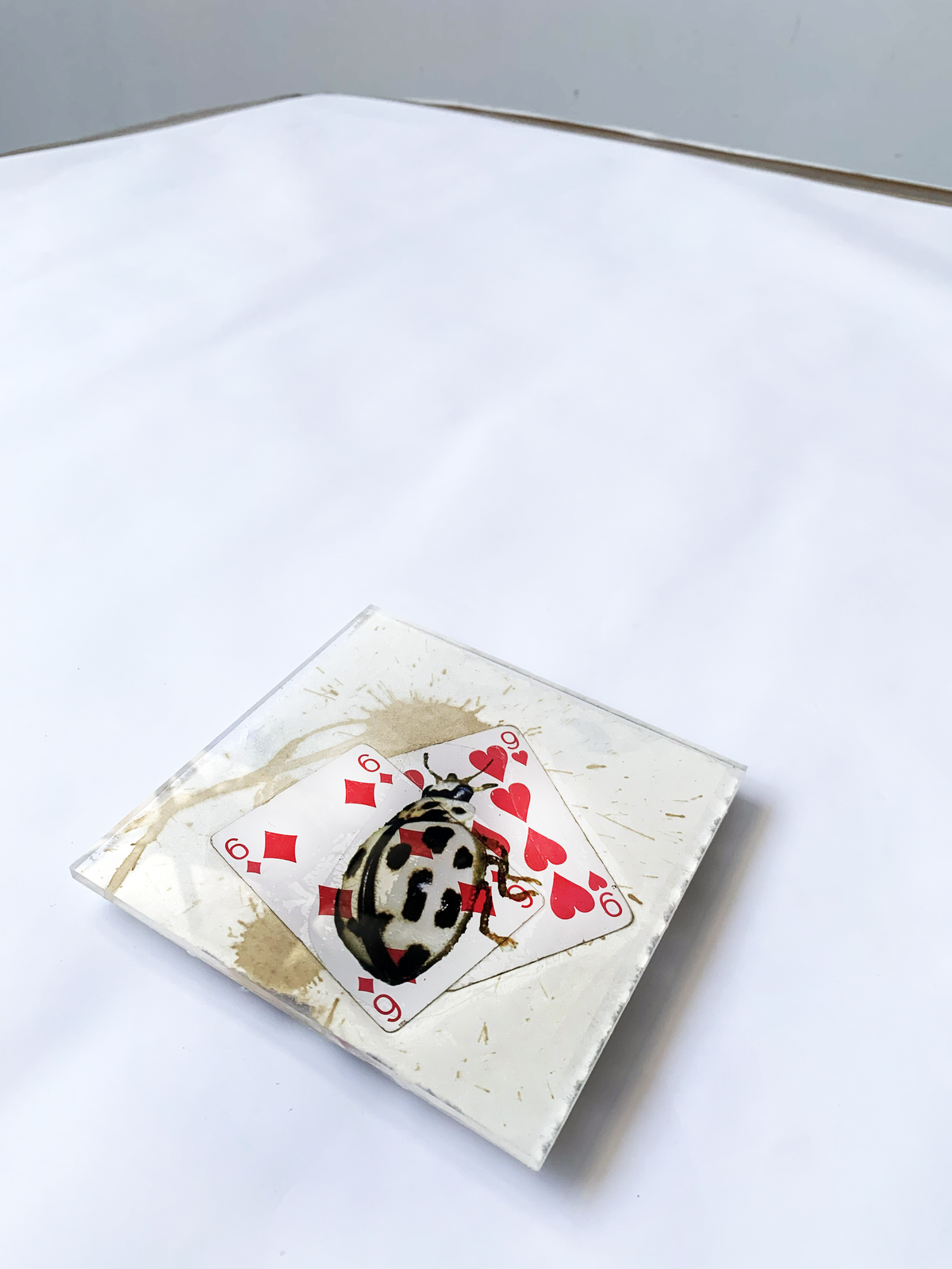 La Coccinelle Tient la Fortune et le Cœur
