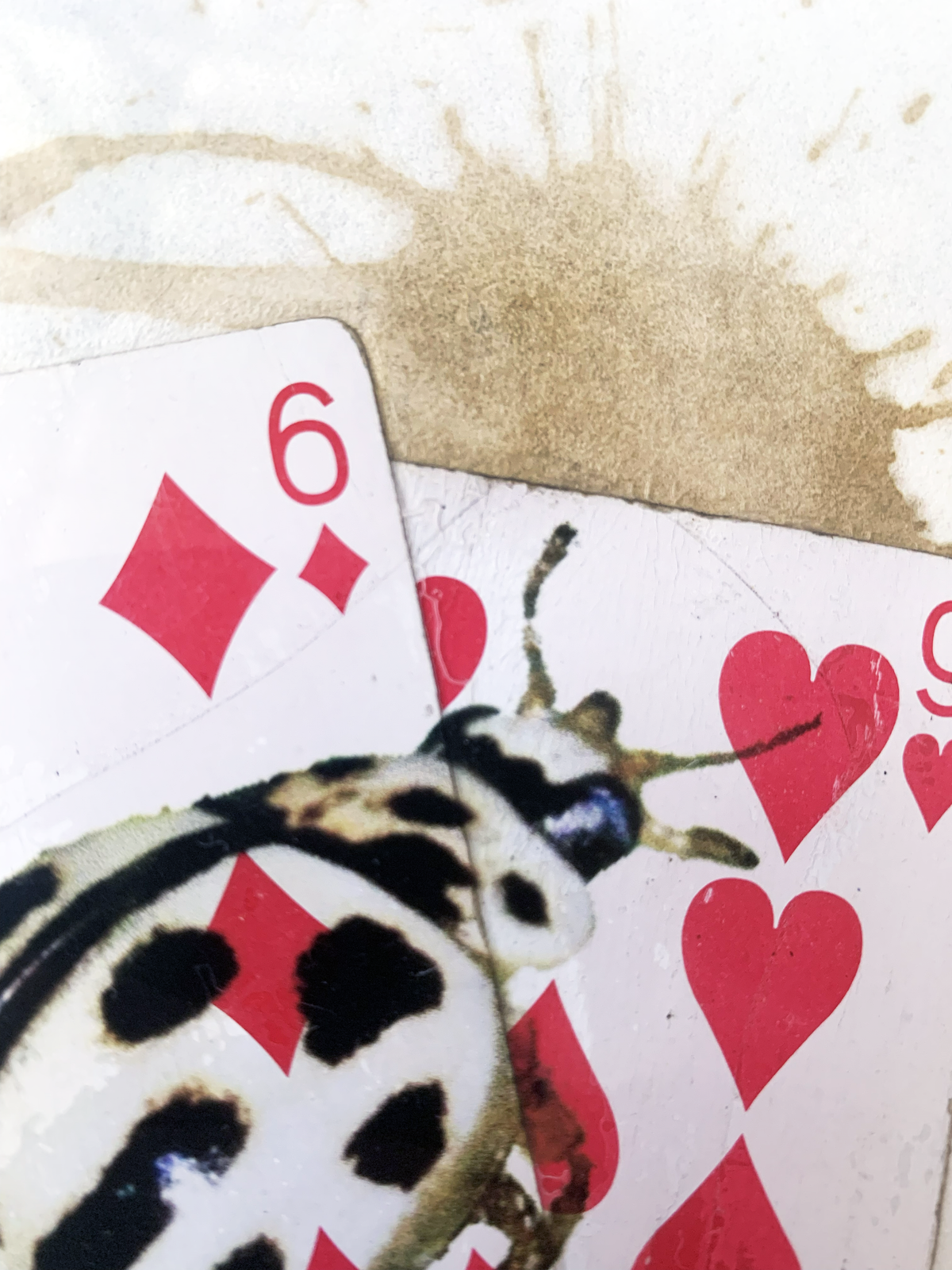 La Coccinelle Tient la Fortune et le Cœur