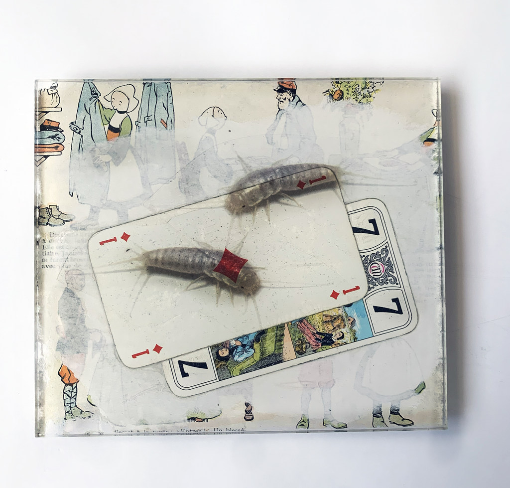 Trois Couches de Mémoire sous un Seul Insecte Transparent